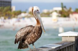 Pelican on a railing